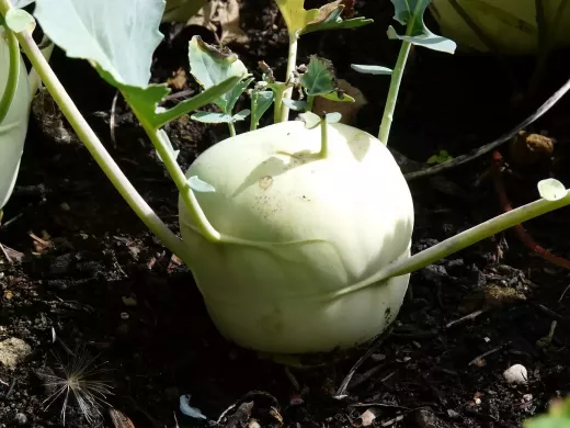 Vegetables that are high in Starch