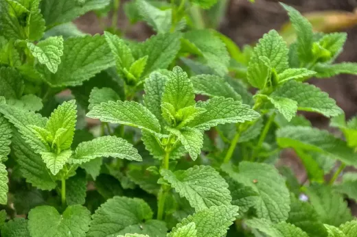 What is an Innate Immune System?